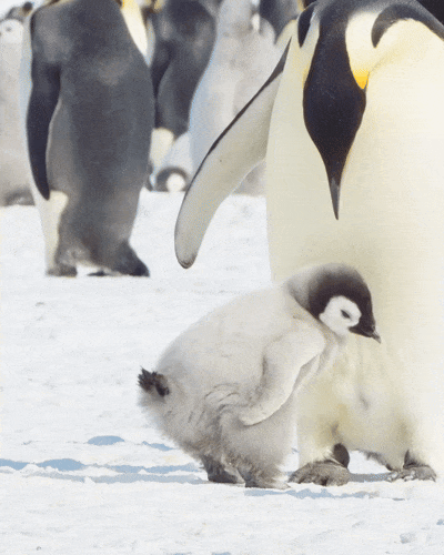 An animated penguin chick beside an adult penguin.